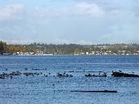 PICT0018 Birds at rest