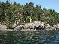 PICT0676 Madrona reaching over water