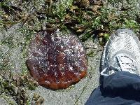 PICT6117 Smelly jelly