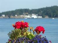 PICT6141 Flowers at Shaw